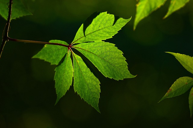 Enhance Your Vein Health and Circulation with Diosmin