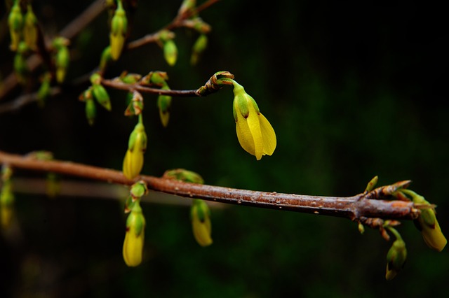 Unlocking Berberine HCl Benefits: Enhanced Bioavailability & Metabolic Support