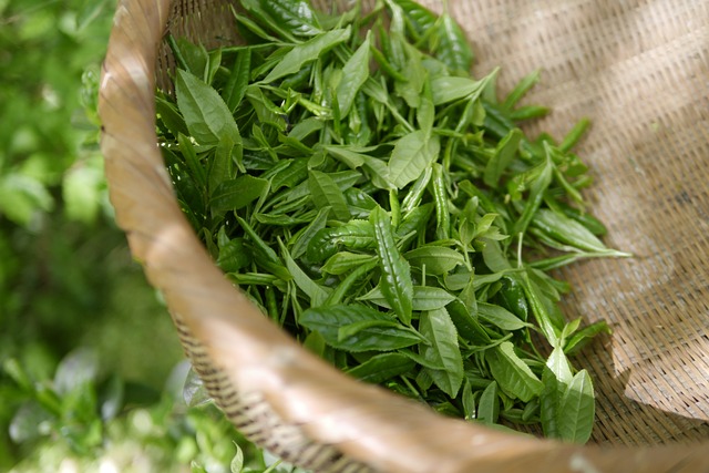 Unlocking Green Tea Extract: Weight Management & Cognitive Boost
