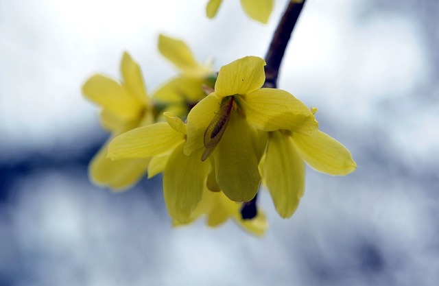 Berberine and Your Gut: Restoring Balance