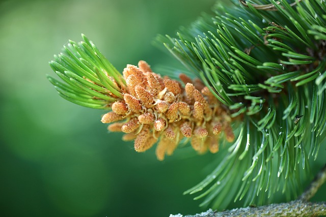 Berberis Aristata and Cholesterol Management