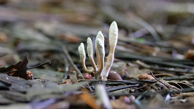 How Might Cordyceps Work? The Science