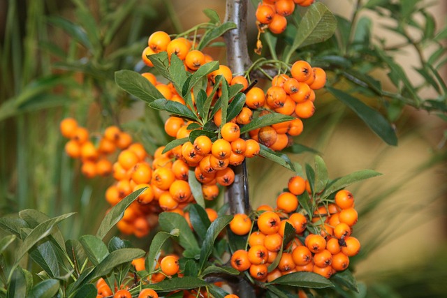 Incorporating Sea Buckthorn into Your Routine
