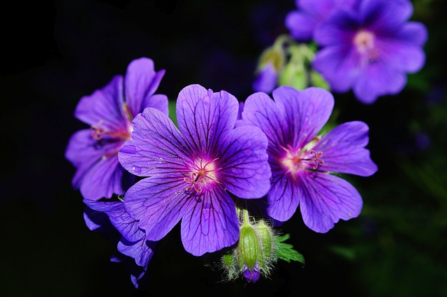 Integrating Geranium Extract into Your Wellness Routine