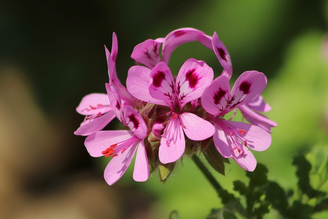Integrating Geranium Into Your Wellness Routine