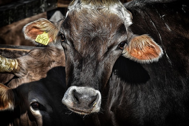 Strengthening Your Gut Barrier with Colostrum