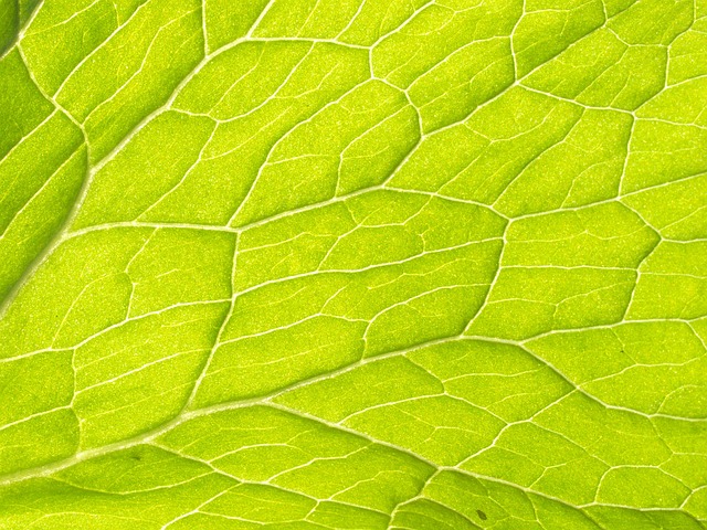 Strengthening Your Vascular System with Hesperidin